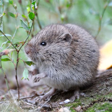 voles in idaho|Meadow Voles